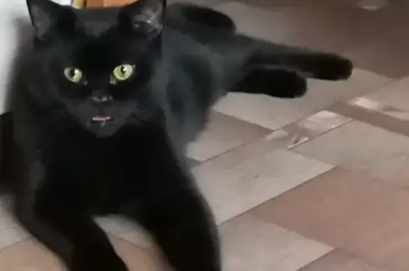 Пропала чёрная кошка Чапа в Покровском селе