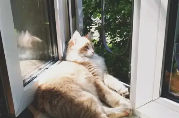 Кошки потеряшки, Москва, фото: Потеряшка кошка в Москве, Соловьиный проезд 18