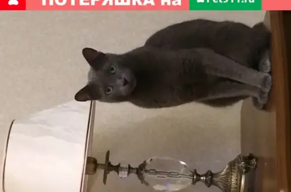 Кошки потеряшки, Санкт-Петербург, фото: Потеряшка кошка Серый на ул. Орджоникидзе 52