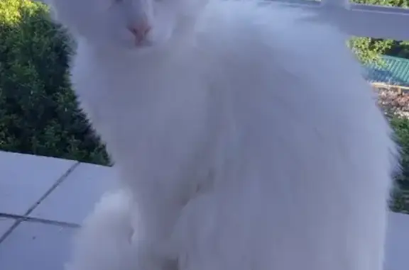 Кошки потеряшки, , фото: Потеряшка белый кот Ятусик с ошейником в Ялте