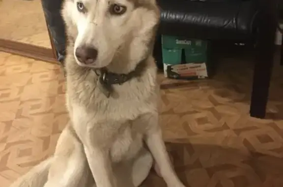 Найдена собака, Тверь, фото: Найдена Хаски на Черкасской улице в Твери