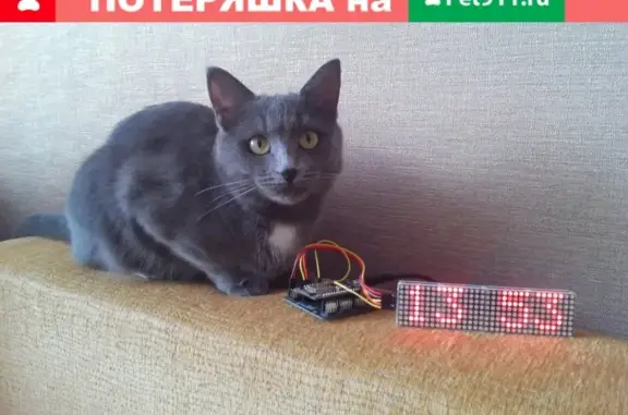 Кошки потеряшки, Саранск, фото: Потеряшка кошка Мурка на ул.Новая, Саранск, Республика Мордовия