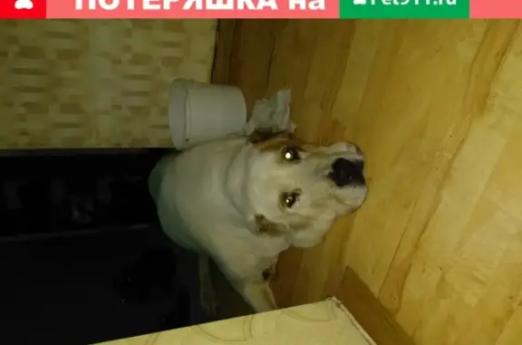 Собака Алабай найдена на Гвардейской улице, Москва