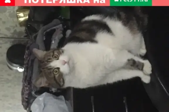 Кошки потеряшки, Москва, фото: Потеряшка кошка на 1-й Крылатской улице, была рана на лапке.