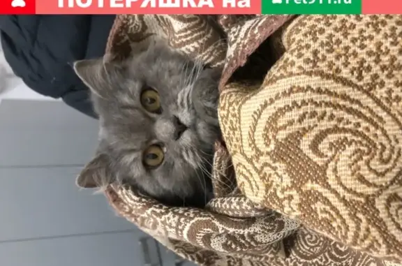 Найдена кошка возле метро Нагатинская