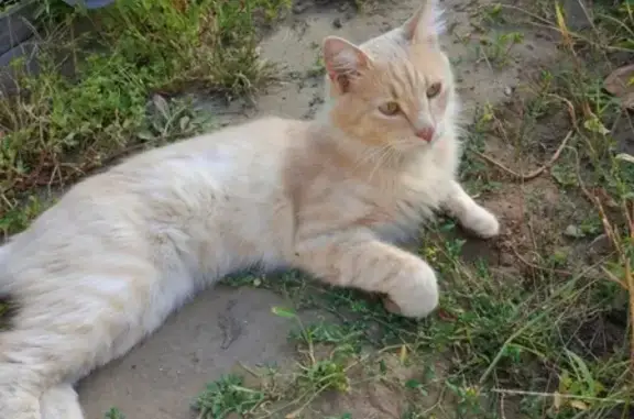 Пропала кошка Кузя в СНТ Мичуринец, Волжский