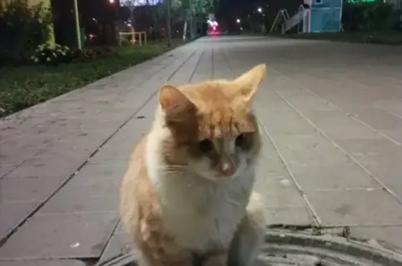 Найдена пушистая кошка на улице Камышинская в России