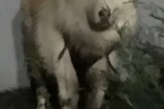 Найден белый маламут в Новой Москве