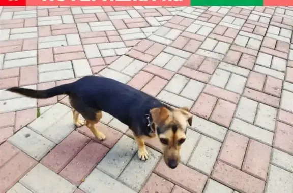Найдена собака в отеле Бридж, Адлер, Краснодарский край