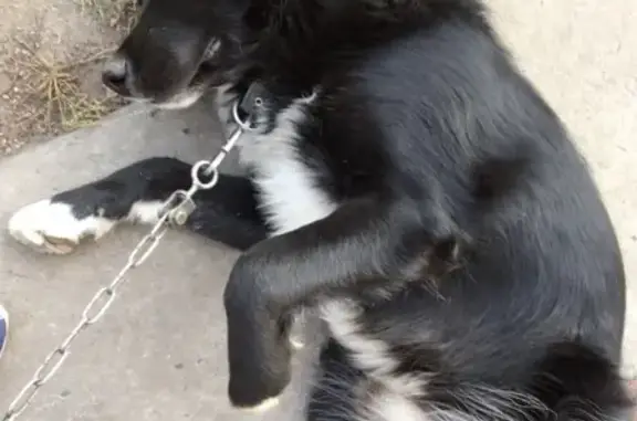 Пропала собака Черныш в Новосибирске