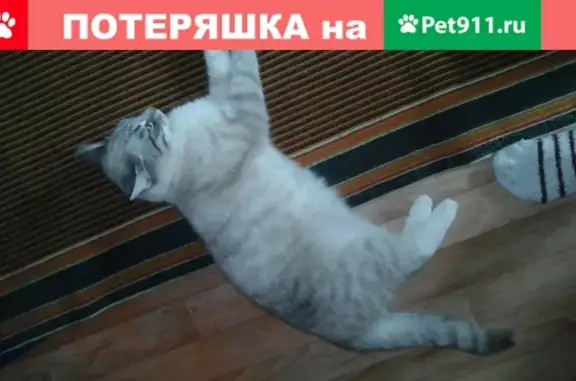 Пропала кошка Персик на улице Алданская, Ростов-на-Дону