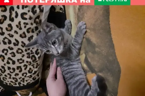 Кошка найдена в Новокузнецке, Россия.