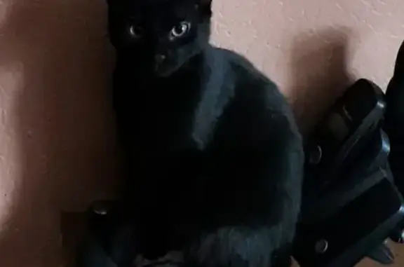 Кошки потеряшки, Санкт-Петербург, фото: Потеряшка черная кошка на Олеко Дундича, 40.