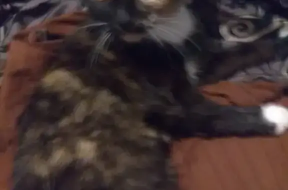 Кошки потеряшки, Казань, фото: Потеряшка кошка возле дома 34 на пр-те Фатыха Амирхана, Казань