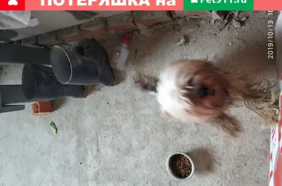 Собака найдена: Железнодорожная ул., 9, Лобня, МО.