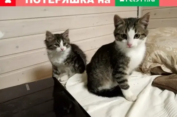 Найдены три котенка в Солнечногорске