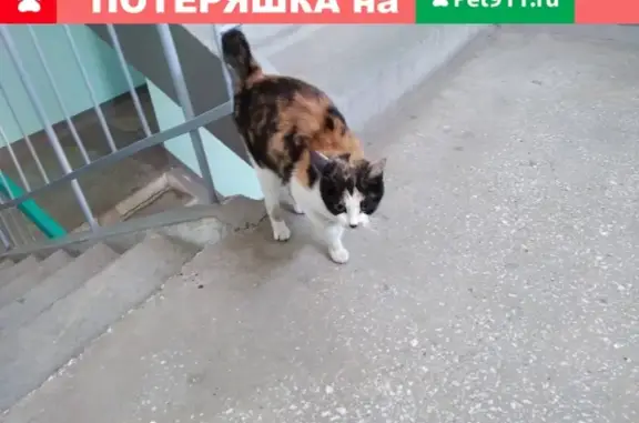 Найдена кошка на ул. Урванцева с отсутствующим хвостом и беременностью