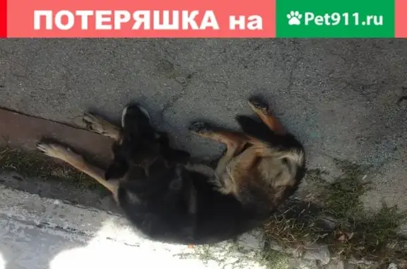 Найдена собака с ошейником в Шахтах, Россия