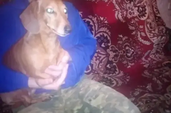 Пропала собака Такса Дина возле гостиницы Элевейс, Петропавловск-Камчатский