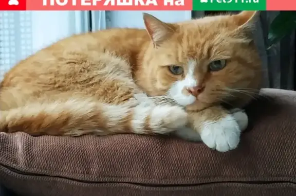 Найдена рыжая кошка на ул. Свердлова, 9В