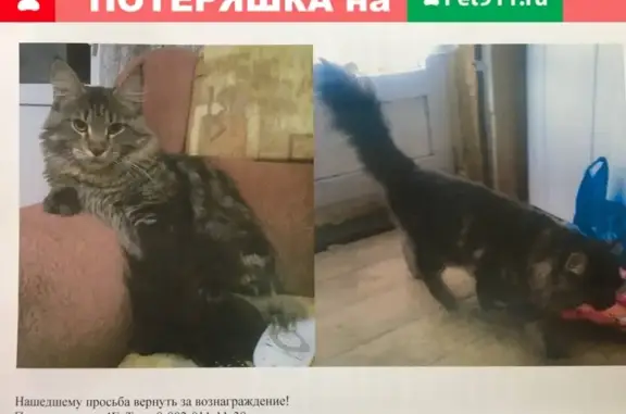 Кошки потеряшки, Черногорск, фото: Потеряшка кот Феликс на ул. Промышленная, Черногорск