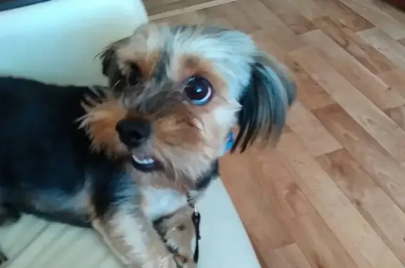 Собаки потеряшки, , фото: Потеряшка собака по адресу 35-я Гвардейская 21 в Волгограде