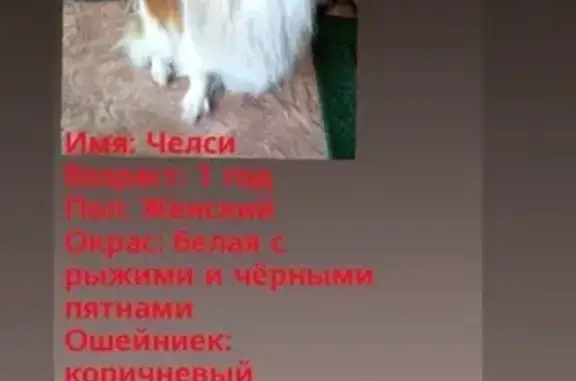 Пропала дружелюбная собака в Бердске