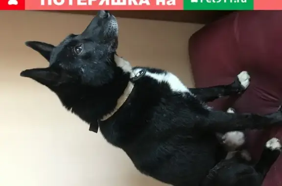 Найдена собака, Москва, фото: Найден серый пёс в Сокольниках