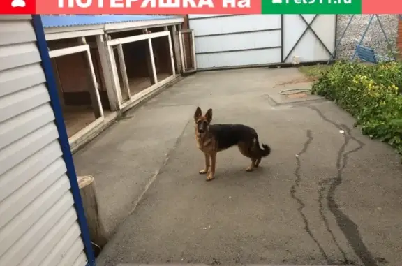 Пропала собака Немецкая овчарка в Ханты-Мансийске.