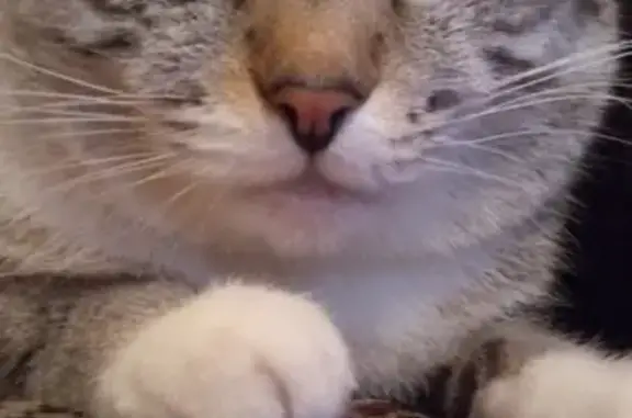 Потерянные животные Чита, фото: Пропала кошка породистого окраса на ул. Токмакова, 36, Чита