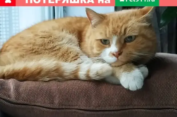 Найдена рыжая кошка в Тольятти, 9 квартал