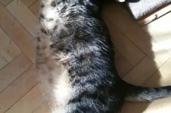 Кошки потеряшки, Москва, фото: Потеряшка кот Тимоша на ул. Академика Бочвара, 6