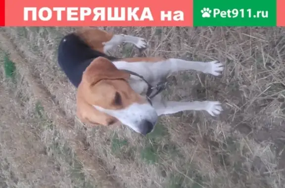 Пропала Русская Пегая собака в Пестречинском районе
