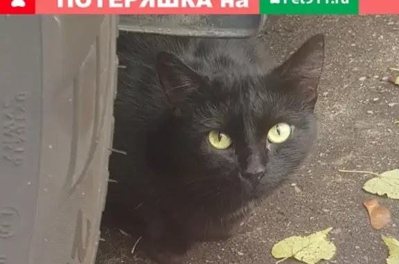 Найдена кошка на Литовском 19