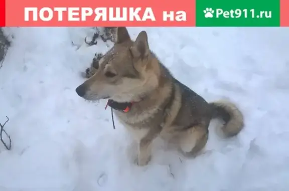 Собаки потеряшки, Сыктывкар, фото: Потеряшка собака в Сыктывкаре, Респ. Коми, Россия