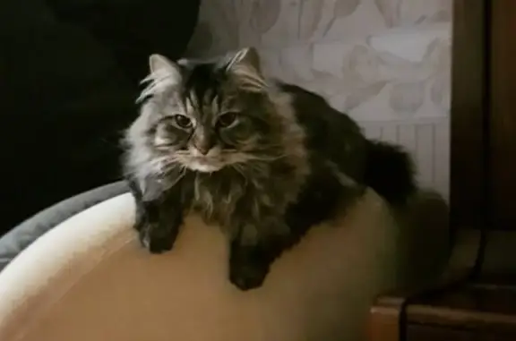 Кошки потеряшки, Москва, фото: Потеряшка кошка Элвис, смесь норвежского лесного, серый с белыми полосками, вышел из квартиры 12.10.19 в Нижнем Кисловском пер., Москва.