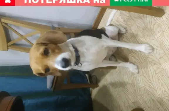 Пропала собака Эстонская Гончая в Ясенево, Москва