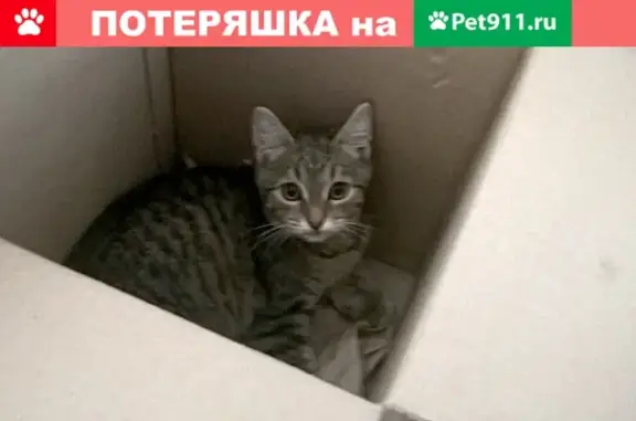 Пропал котенок Тишка на улице Стахановская, 20