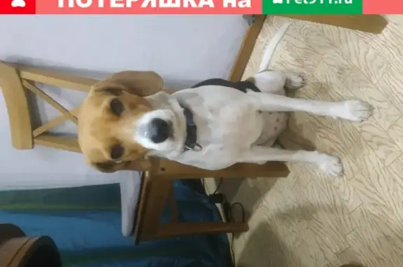 Пропала собака Карта в Ясенево, Москва