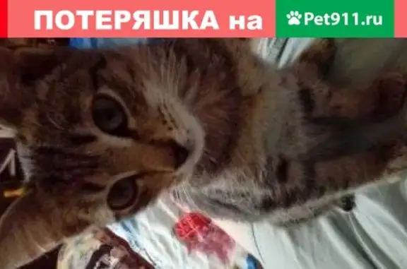 Пропала кошка на Комсомольской возле Магнита, Ялуторовск