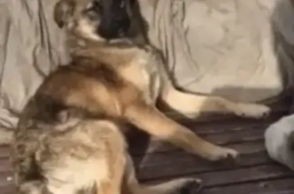 Потерянные животные Москва, фото: Пропала собака на Вешняковской, 16А