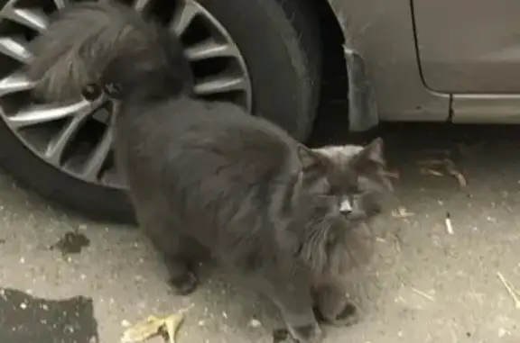 Найден кот с ошейником на Шмитовском проезде