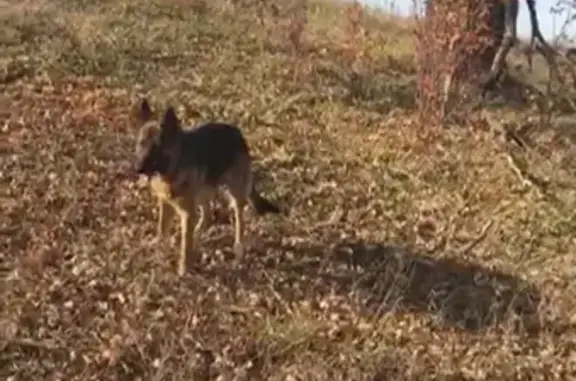 Пропала собака в Сергиевском районе Самарской области