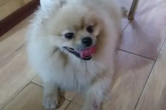 Собаки потеряшки, , фото: Потеряшка шпиц Грэй на ул. Барышева, Симферополь