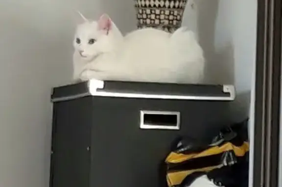 Кошки потеряшки, Москва, фото: Потеряшка белая кошка в Московской области, ул. Рабочая, д. 16