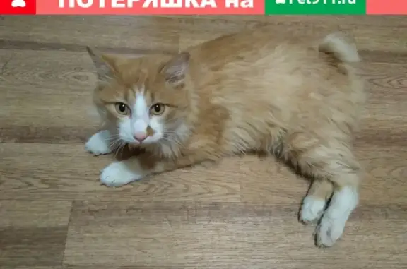 Найден крупный бобтейл-кот в Туле