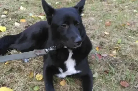 Найден черный щенок с белыми лапками в СПб