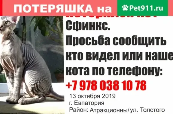 Пропала серая кошка в Евпатории на ул. Льва Толстого