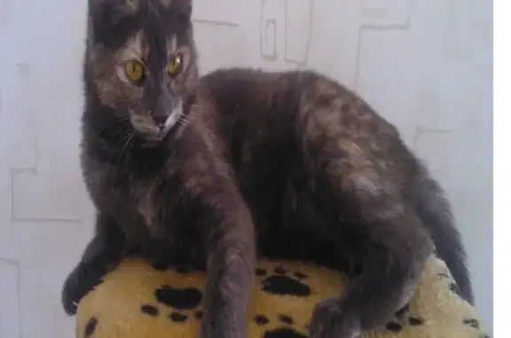 Кошки потеряшки, Москва, фото: Потеряшка кошка на улице Свободы, 67к4, вознаграждение!