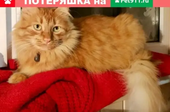 Пропала кошка в Казани, п. Северный, сады КАПО 10
